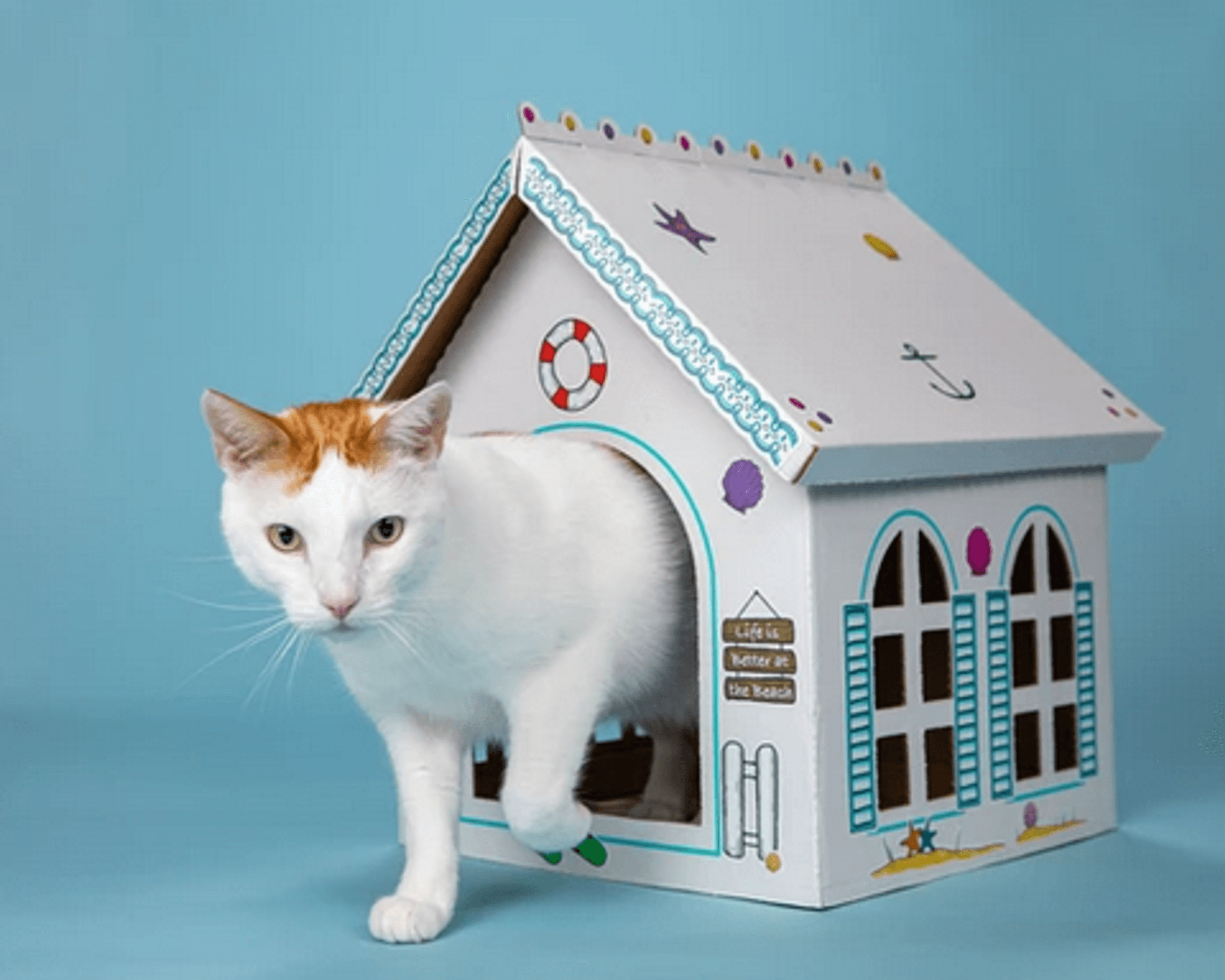 Cat Toys